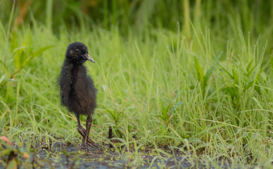 Water Rail - Rallus aquaticus - one week old chick feeding at a wetland