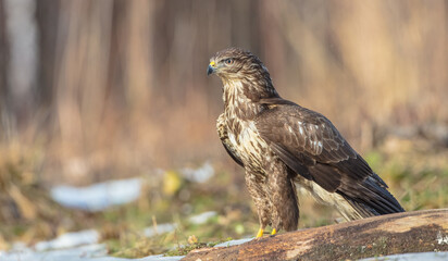 Common Buzzard in spring at a wet forest