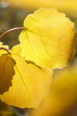 This photograph features a close-up of autumn leaves, glowing in the warm sunlight