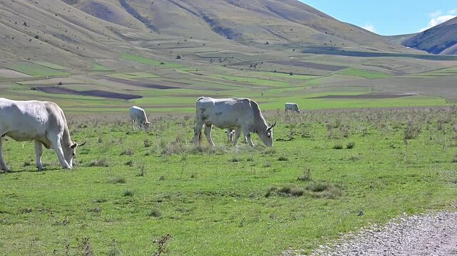 Mandria di vacche al pascolo