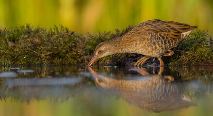Water Rail - juvenile bird at a wetland in summer
