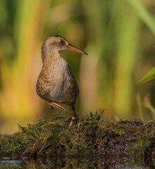 Water Rail - juvenile bird at a wetland in summer
