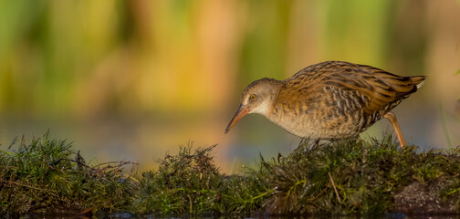 Water Rail - juvenile bird at a wetland in summer
