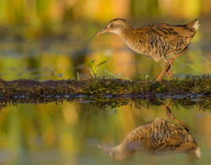 Water Rail - juvenile bird at a wetland in summer
