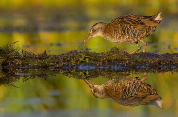 Water Rail - juvenile bird at a wetland in summer
