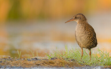 Water Rail - juvenile bird at a wetland in summer
