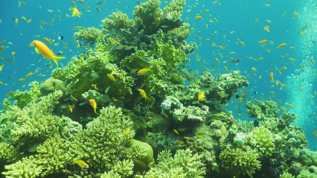 Tropical Fish on Vibrant Coral Reef