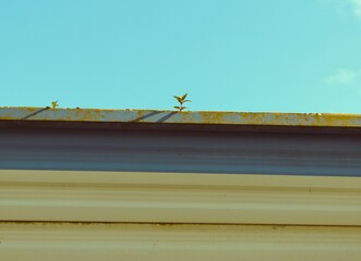 Little plant on top of the mobile home on the background of the blue sky