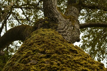 Tree trunk with green moss