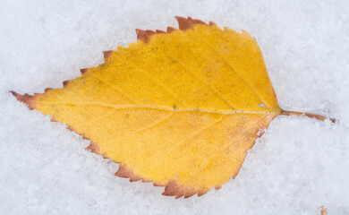 A close-up of a single yellow autumn leaf lying on freshly fallen snow