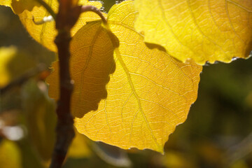 This photograph features a close-up of autumn leaves, glowing in the warm sunlight