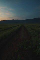 A tranquil twilight landscape of rural farmland with rows of crops stretching toward distant mountains at dusk.