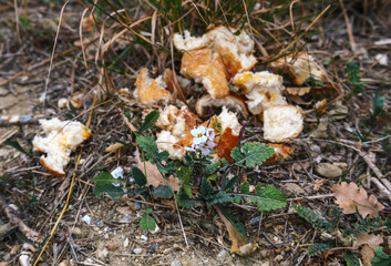Garbage close-up, food waste on the ground, thrown away bread, environmental problems, environmental pollution, cleaning, recycling, life, care, Europe, France
