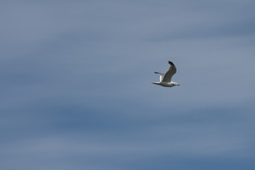 feeling of freedom