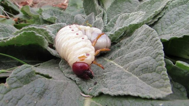 A stag beetle larva on a green leaf close-up Lucanus cervus