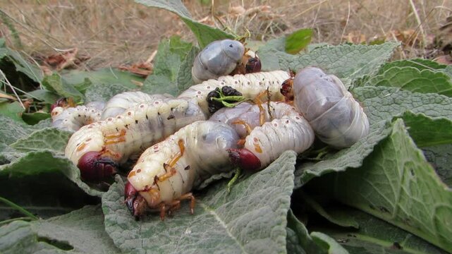 Larvae of the stag beetle, larvae of the stag beetle.Lucanus cervus