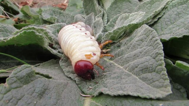 Lucanus cervus A stag beetle larva on a green leaf close-up
