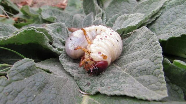 A stag beetle larva on a green leaf.Lucanus cervus.