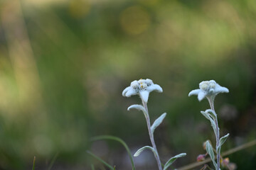 Edelweiss