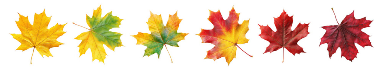 Fototapeta premium Autumn leaf png cut out element set