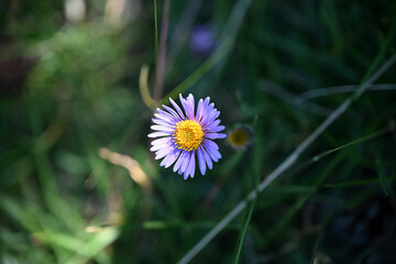 Obraz premium Aster des Alpes