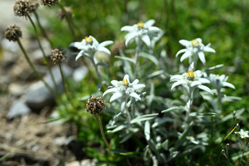 Edelweiss