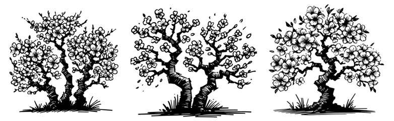 japanese cherry blossom tree illustrations, black vector collection