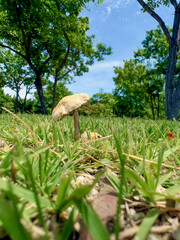 mushroom in the grass
