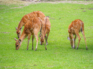 Sitatunga w ZOO © EwaAF
