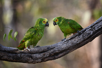 Pair of Turquoise-fronted Parrots Watching Each Other on a Tree Branch in a Calm Forest Setting