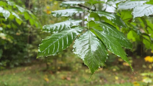 rain-wet leaves in a deciduous forest