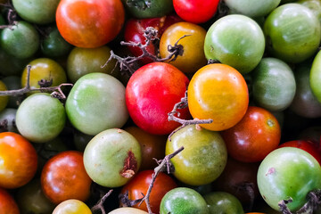 Pattern of small tomatoes background and texture.