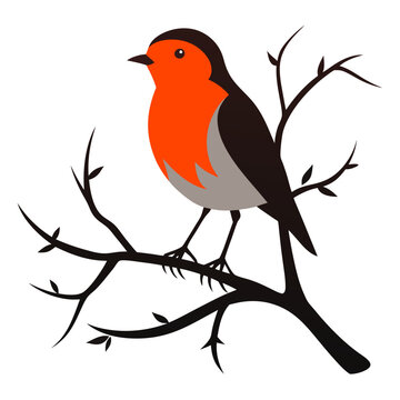 orange robin perched on branch clip art preview
