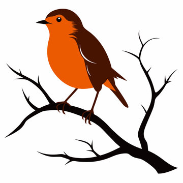 orange robin perched on branch clip art preview