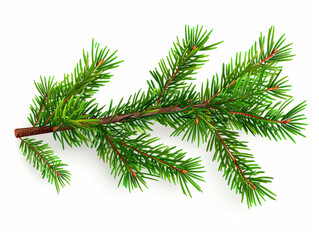 Green pine tree branch with a few brown tips. The branch is long and thin, and it is the only visible part of the tree