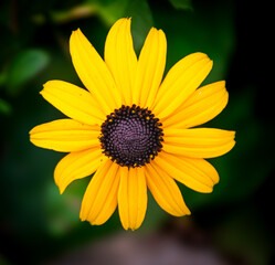 Closeup of yellow flower