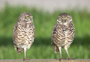 owl on a branch
