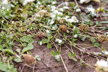 Snow on meadow clover flowers. Ice floes on the grass