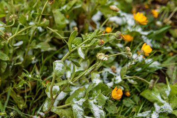Snow on withered marigold flowers in flower bed