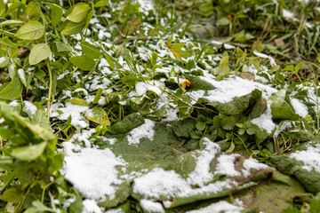 The first snow on the grass. Autumn frosts