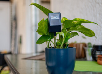 Photo shows a moisture meter in the soil of a plant in a pot on a balcony.