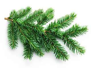 Green pine tree branch with a few brown tips. The branch is long and thin, and it is the only visible part of the tree