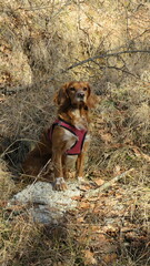 brown spaniel dog in the forest in nature autumn