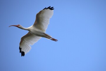 A ibis flying the forest