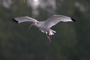 A ibis flying the forest