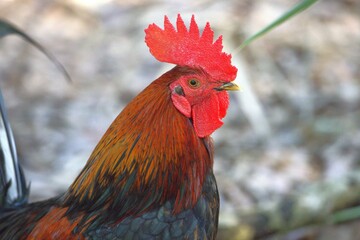 rooster in the garden