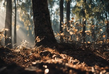 Obraz premium A scene in nature where sunlight dances through foliage, creating captivating light and shadow dynamics, casting intricate patterns on the lush forest floor and serene woodland.