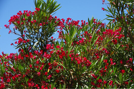 Blooming oleander under blue sky