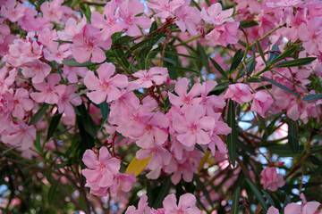 Blooming pink oleander