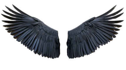 Dark Angel Wings on White Background: Glossy Black Feathers with Blue Sheen, Mystical Design Element